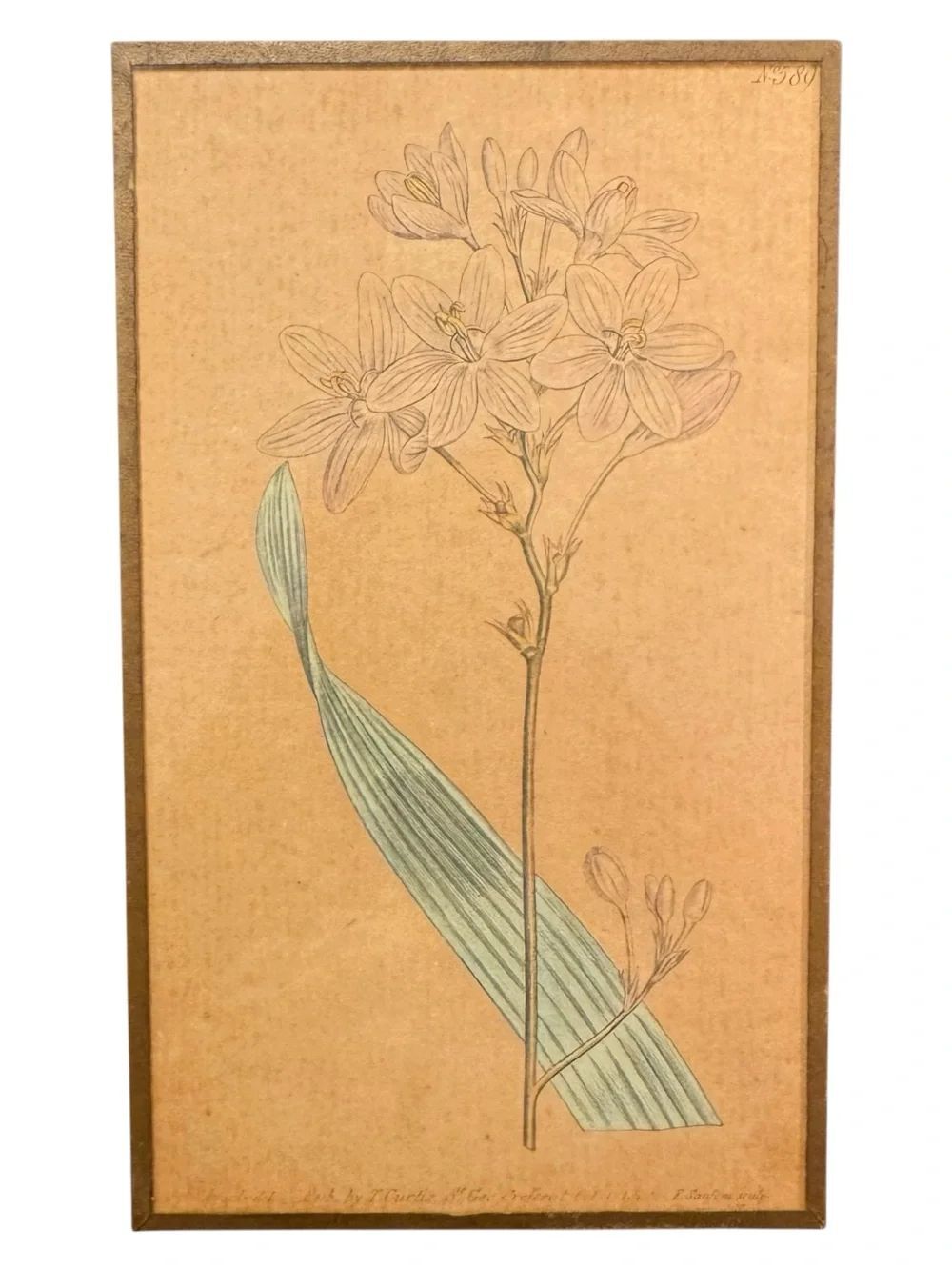Antique Sydenham Edwards Curtis’s Botanical Magazine Flower Print 1700’s